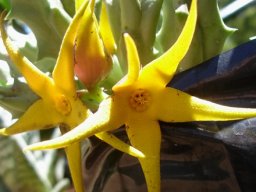 Orbea lutea subsp. lutea flowers